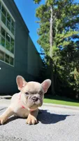 Female Frenchie, a female French Bulldog for sale in Smyrna, GA – 1 of 3