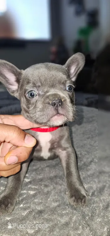 Puppy 2 – French Bulldog puppy for sale in Mableton, GA