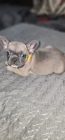 Puppy One, a female French Bulldog for sale in Mableton, GA – 5 of 11