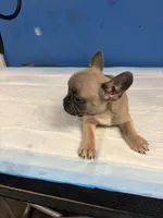 Adorable French Bulldog, a female French Bulldog for sale in Smyrna, GA – 4 of 6