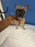Adorable French Bulldog, a female French Bulldog for sale in Smyrna, GA – 6 of 6