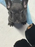 Loyal Blue (Grey) Frenchie Male/Female Pups Available Now, a female French Bulldog for sale in Smyrna, GA – 6 of 7