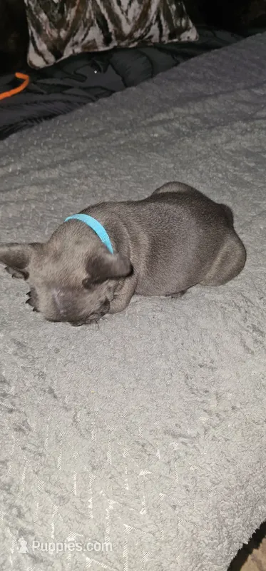 AKC  Registered Puppies – French Bulldog puppy for sale in Mableton, GA