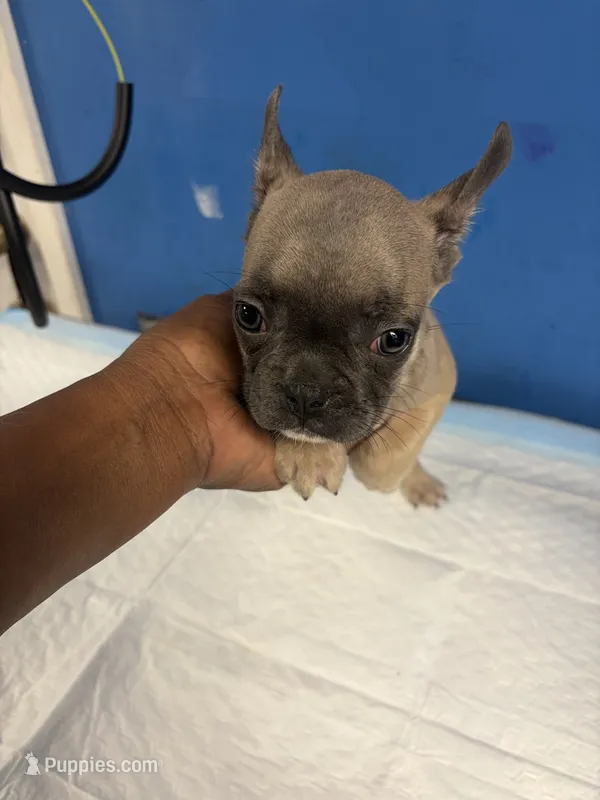 AKC Female Frenchie – French Bulldog puppy for sale in Smyrna, GA