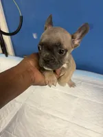 Adorable French Bulldog, a female French Bulldog for sale in Smyrna, GA – 3 of 6