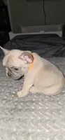 Forever Home Frenchie Puppies, a female French Bulldog for sale in Smyrna, GA – 2 of 9