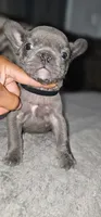 Forever Home Frenchie Puppies, a female French Bulldog for sale in Smyrna, GA – 9 of 9