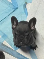 Loyal Blue (Grey) Frenchie Male/Female Pups Available Now, a female French Bulldog for sale in Smyrna, GA – 7 of 7