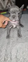 Puppy One, a female French Bulldog for sale in Mableton, GA – 11 of 11
