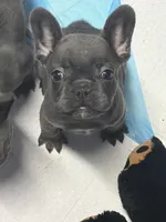 Loyal Blue (Grey) Frenchie Male/Female Pups Available Now, a female French Bulldog for sale in Smyrna, GA – 4 of 7