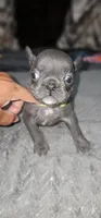 AKC  Registered Puppies, a female French Bulldog for sale in Mableton, GA – 5 of 10