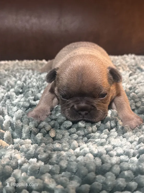 AKC Female Frenchie – French Bulldog puppy for sale in Smyrna, GA