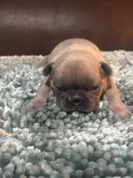 AKC Female Frenchie, a female French Bulldog for sale in Smyrna, GA – 1 of 3
