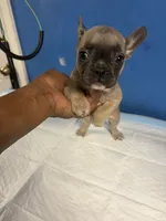 Adorable French Bulldog, a female French Bulldog for sale in Smyrna, GA – 2 of 6