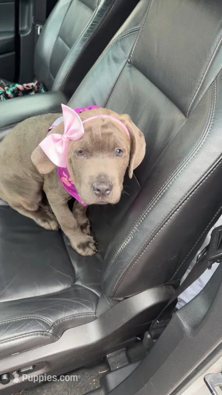 Athena – Cane Corso puppy for sale in Wentzville, MO
