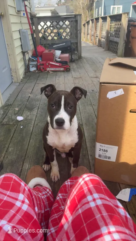 Axel – American Pit Bull Terrier puppy for sale in Oxford, OH