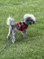 Montana , a male Poodle - Toy  for sale in Jeffersonville, IN – 1 of 1