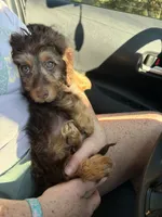 Harvey, a male Miniature Dachshund for sale in Asheboro, NC – 5 of 5