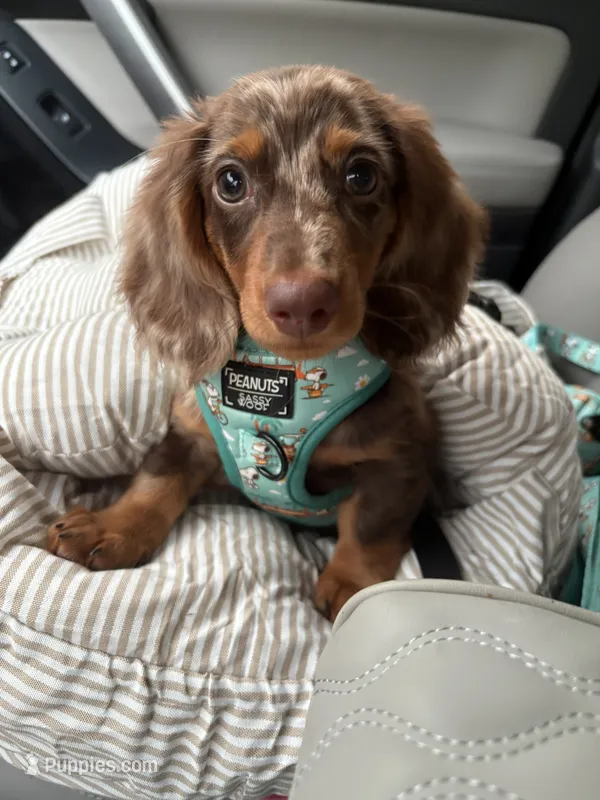 Maui – Miniature Dachshund puppy for sale in Asheboro, NC
