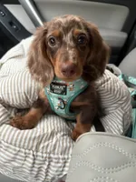 Maui, a male Miniature Dachshund for sale in Asheboro, NC – 1 of 4