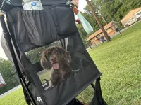 Maui, a male Miniature Dachshund for sale in Asheboro, NC – 3 of 4