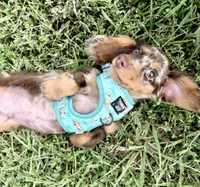 Maui, a male Miniature Dachshund for sale in Asheboro, NC – 2 of 4