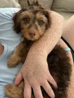 Harvey, a male Miniature Dachshund for sale in Asheboro, NC – 2 of 5