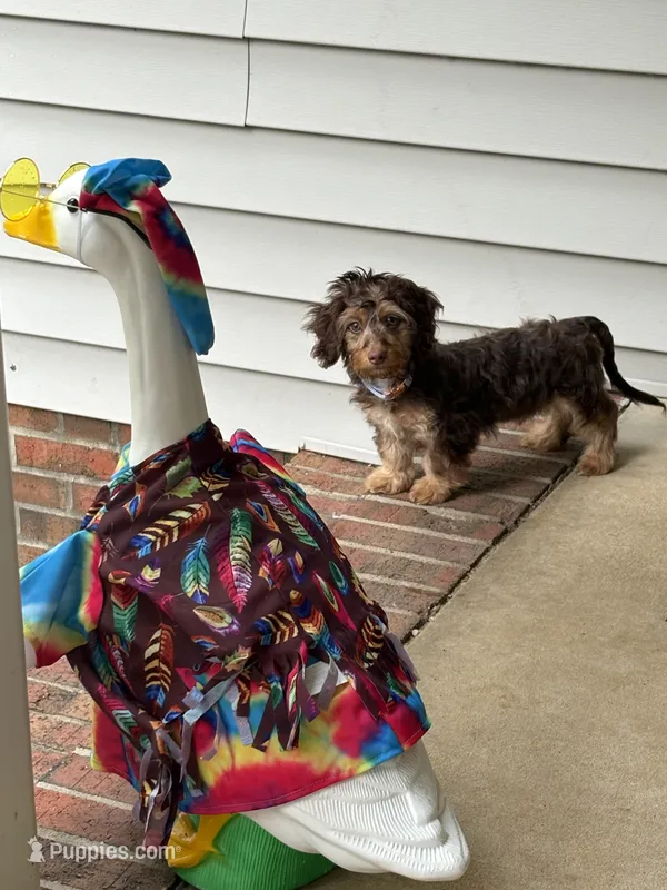 Frank – Miniature Dachshund puppy for sale in Asheboro, NC