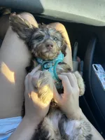 Harvey, a male Miniature Dachshund for sale in Asheboro, NC – 4 of 5
