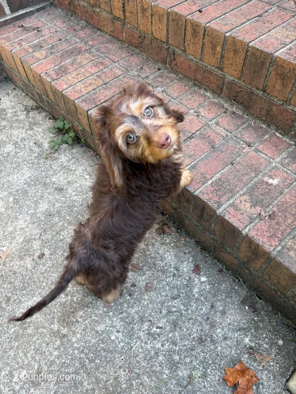 Harvey – Miniature Dachshund puppy for sale in Asheboro, NC
