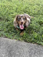 Maui, a male Miniature Dachshund for sale in Asheboro, NC – 4 of 4