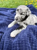 Sasha, a female Australian Shepherd for sale in Huntington, MA – 3 of 4