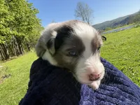 Emerson, a male Australian Shepherd for sale in Huntington, MA – 3 of 4