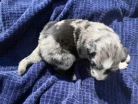Felix, a male Australian Shepherd for sale in Huntington, MA – 3 of 4