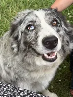 Shiloh, a male Australian Shepherd for sale in Huntington, MA – 5 of 10