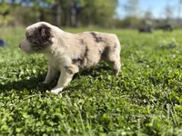 Riley, a female Australian Shepherd for sale in Huntington, MA – 2 of 4