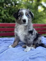 Pokie, a male Australian Shepherd for sale in Huntington, MA – 1 of 5