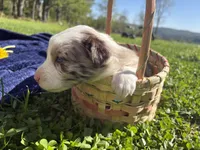 Riley, a female Australian Shepherd for sale in Huntington, MA – 3 of 4