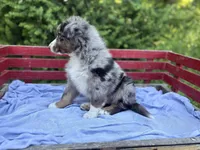 Pokie, a male Australian Shepherd for sale in Huntington, MA – 5 of 5