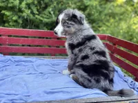 Pokie, a male Australian Shepherd for sale in Huntington, MA – 3 of 5