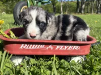 Marvin, a male Australian Shepherd for sale in Huntington, MA – 3 of 4
