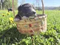 Charcoal, a male Australian Shepherd for sale in Huntington, MA – 3 of 4