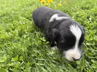 Shiloh, a male Australian Shepherd for sale in Huntington, MA – 3 of 4