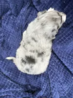 Sasha, a female Australian Shepherd for sale in Huntington, MA – 4 of 4