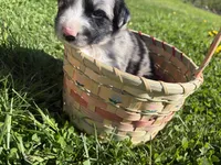 Marvin, a male Australian Shepherd for sale in Huntington, MA – 2 of 4