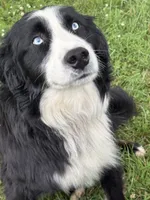 Shiloh, a male Australian Shepherd for sale in Huntington, MA – 6 of 10