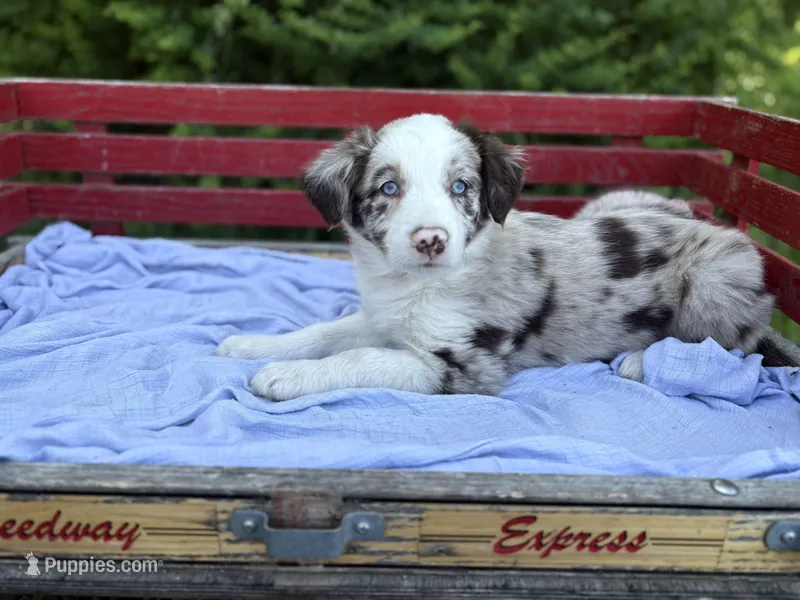 Riley – Australian Shepherd puppy for sale in Huntington, MA