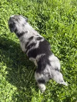 Marvin, a male Australian Shepherd for sale in Huntington, MA – 4 of 4