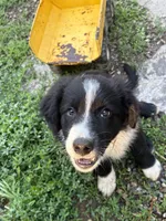 Shiloh, a male Australian Shepherd for sale in Huntington, MA – 2 of 10