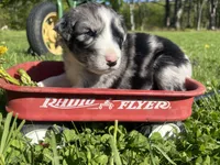 Marvin, a male Australian Shepherd for sale in Huntington, MA – 1 of 4
